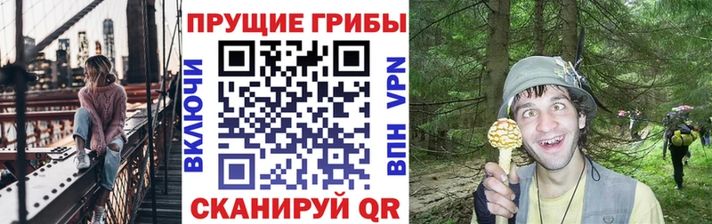 где найти   Спасск-Рязанский  Галлюциногенные грибы Psilocybine cubensis 